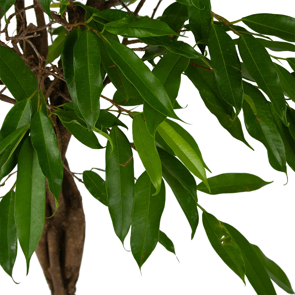 Ficus Binnendijkii Amstel King Op Gevlochten Stam - Treurvijg - P31 H140 - Kamerplant - Afbeelding 2