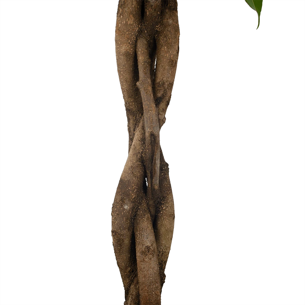 Ficus Binnendijkii Amstel King Op Gevlochten Stam - Treurvijg - P31 H140 - Kamerplant - Afbeelding 4
