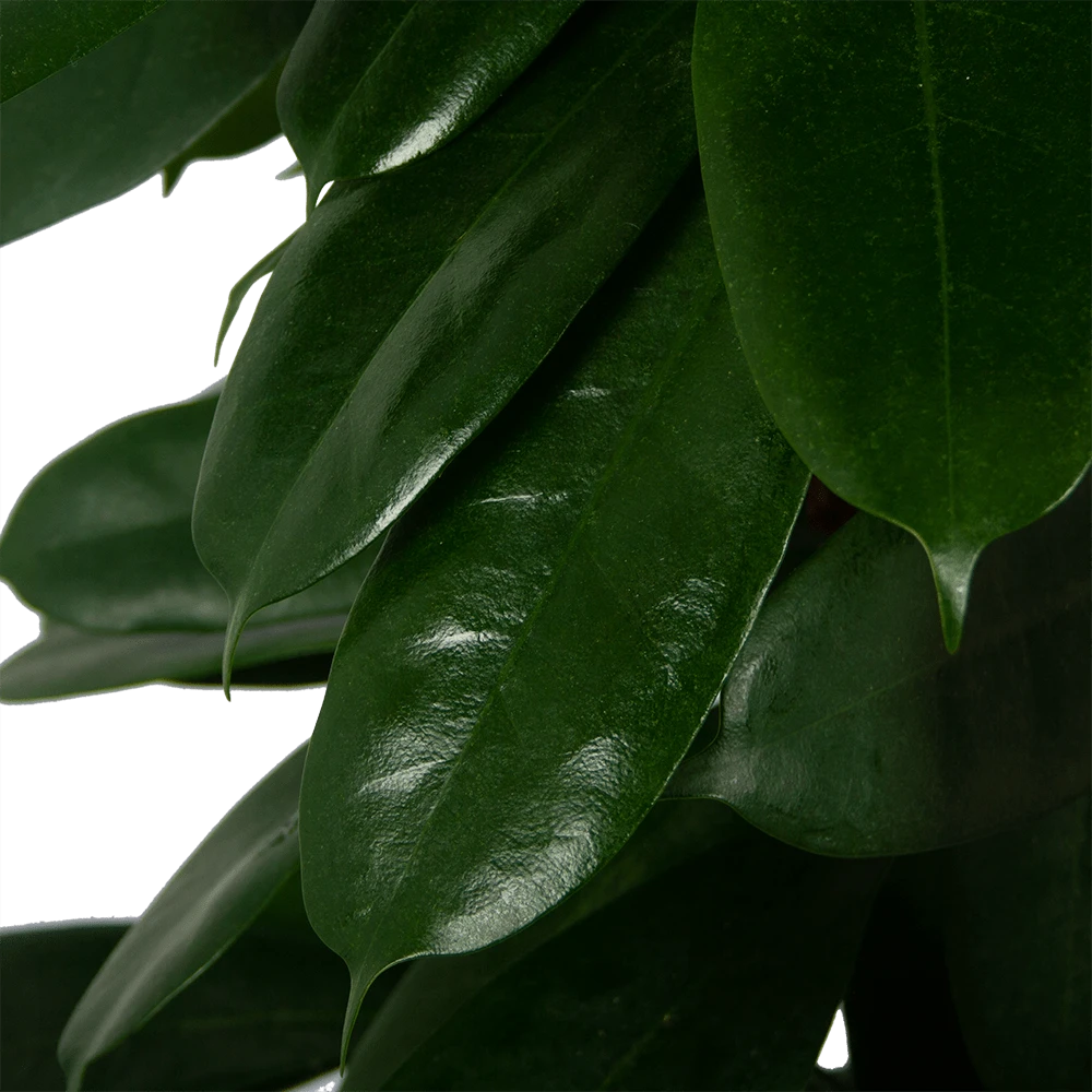 Ficus Cyathistipula - Groene Vijg - Op Zuil - P29 H150 - Kamerplant - Afbeelding 3