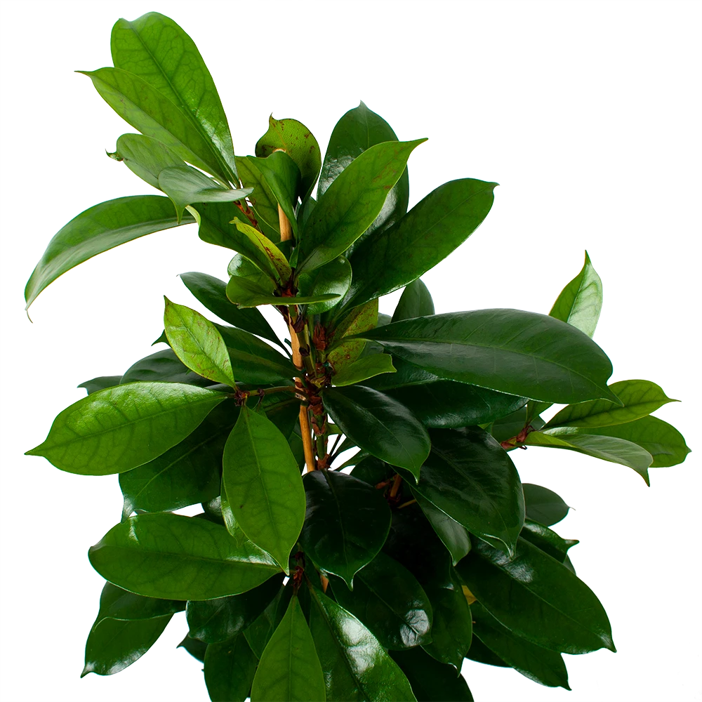 Ficus Cyathistipula - Groene Vijg - Toef - P21 H105 - Kamerplant - Afbeelding 3