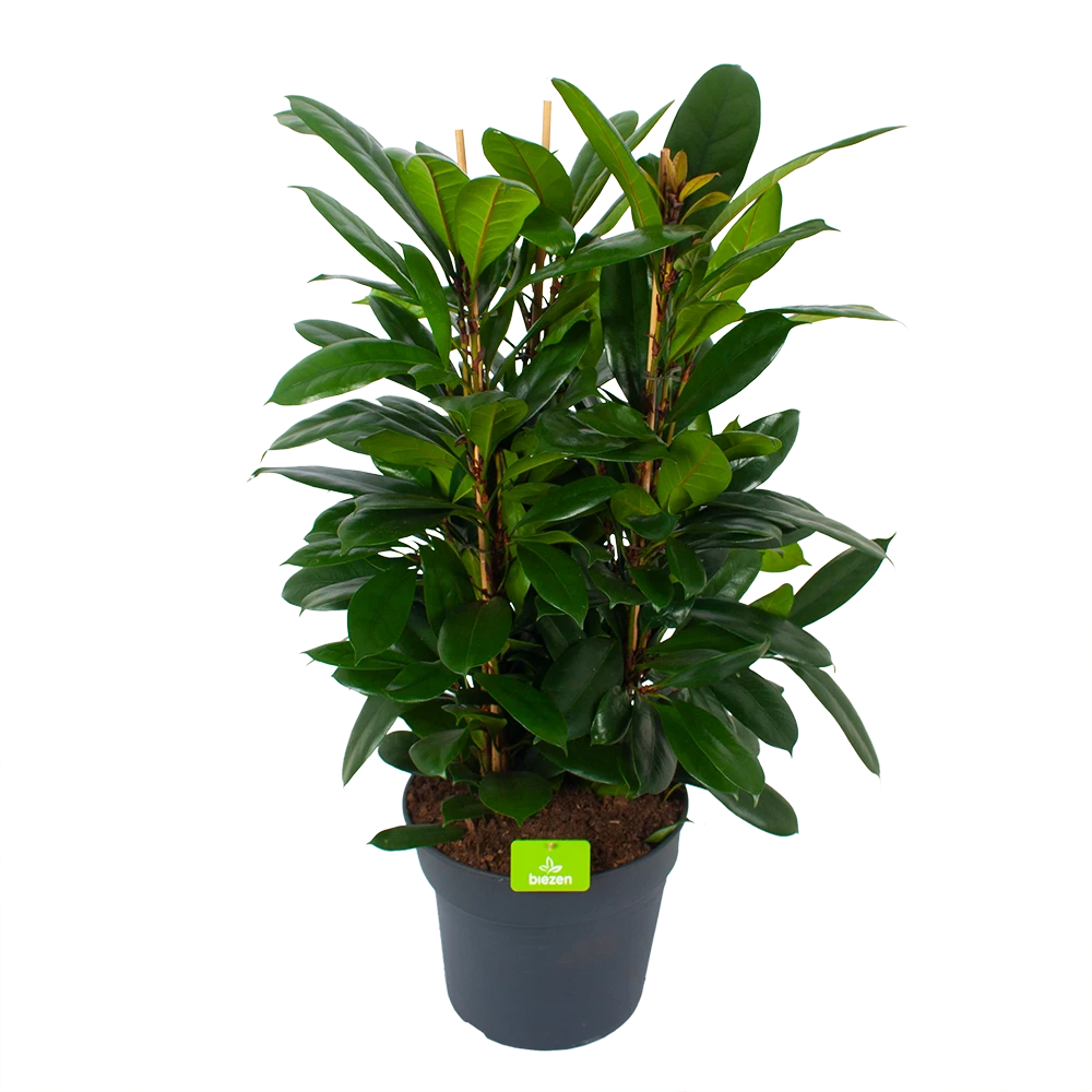 Ficus Cyathistipula - Groene Vijg - Toef - P34 H120 - Kamerplant