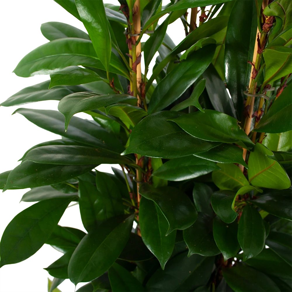 Ficus Cyathistipula - Groene Vijg - Toef - P34 H120 - Kamerplant - Afbeelding 3