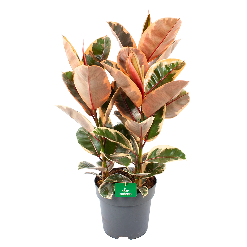 Ficus Elastica Belize - Rubberboom - P27 H100 - Kamerplant