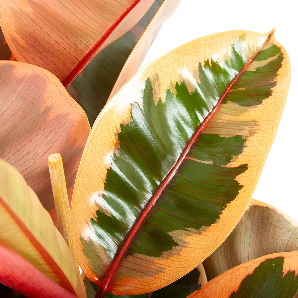 Ficus Elastica Belize - Rubberboom - P27 H100 - Kamerplant - Afbeelding 3