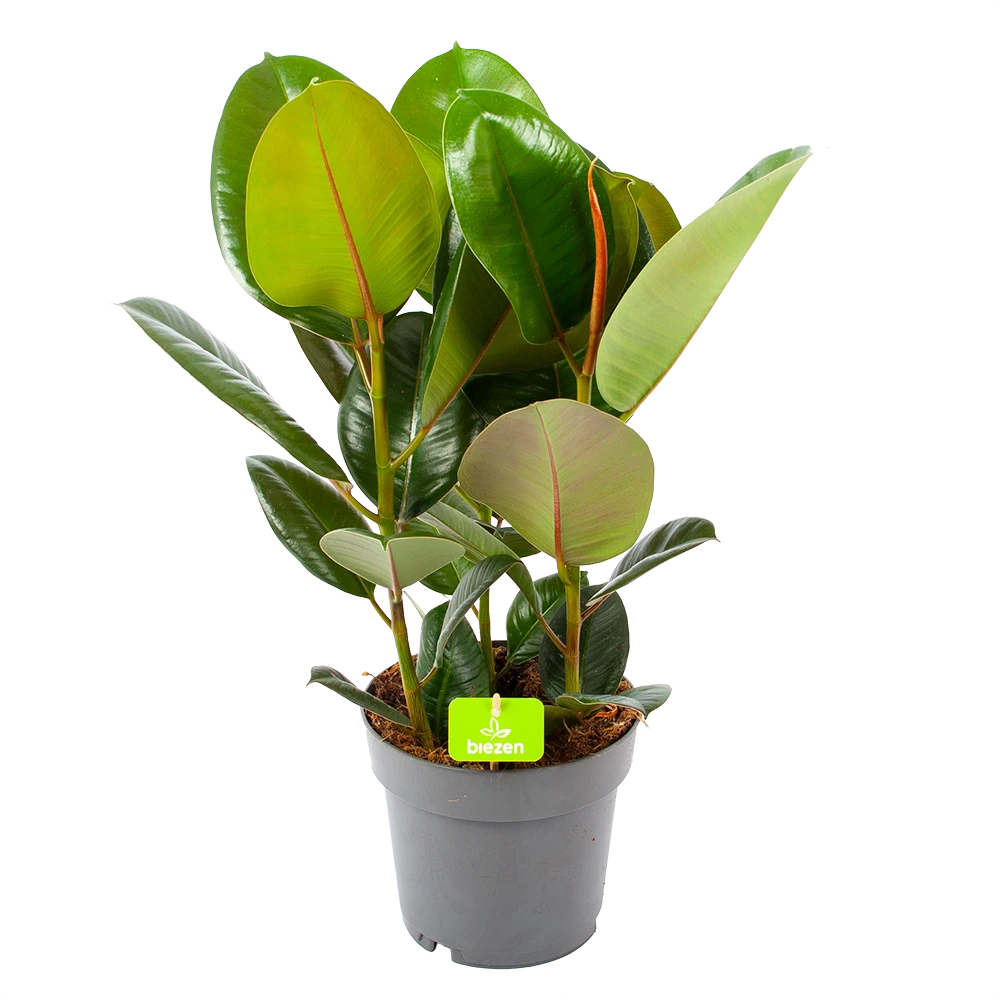 Ficus Elastica Robusta - Rubberboom - P19 H55 - Kamerplant