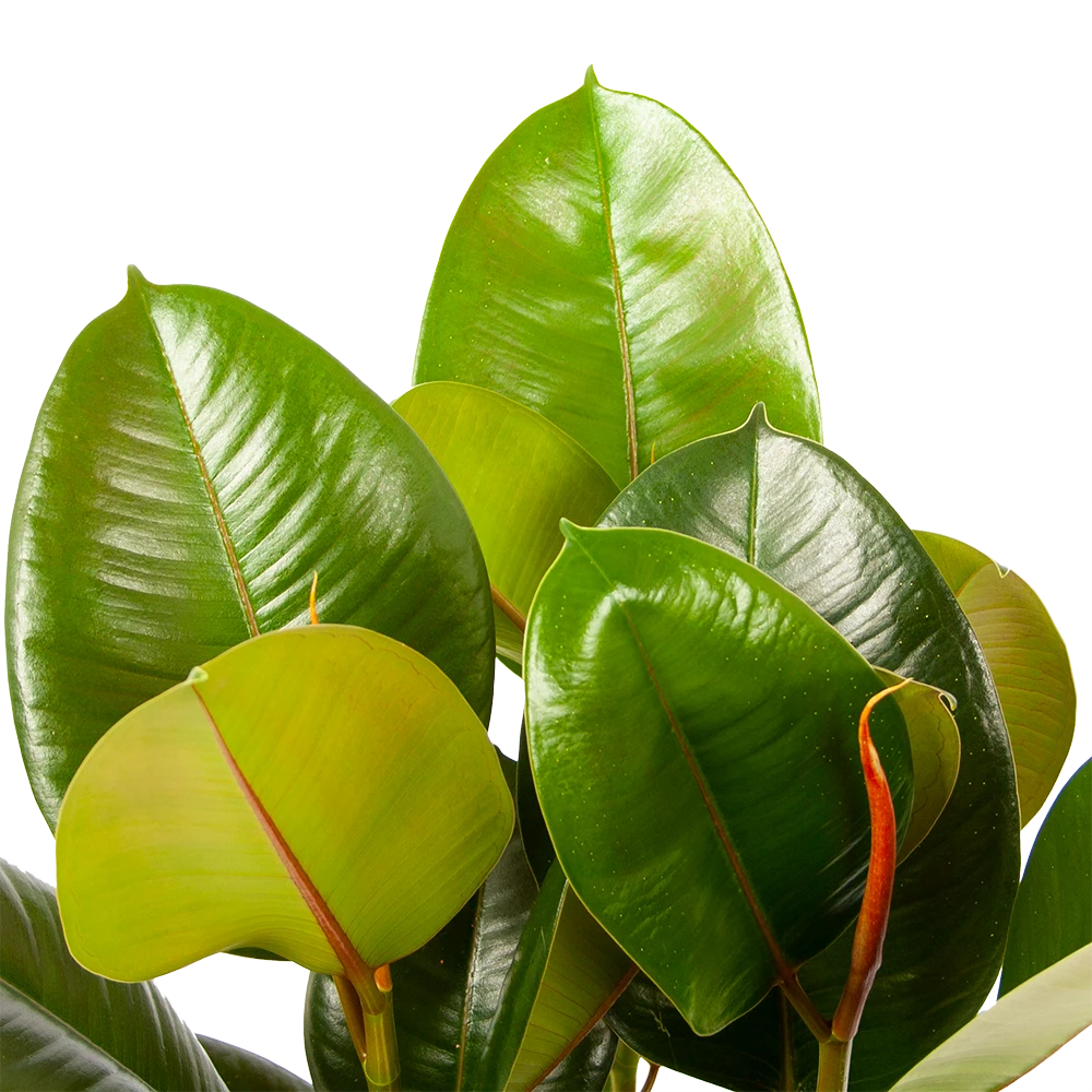 Ficus Elastica Robusta - Rubberboom - P19 H55 - Kamerplant - Afbeelding 2