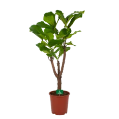 Ficus Lyrata Vertakt - Tabaksplant - P27 H140 - Kamerplant