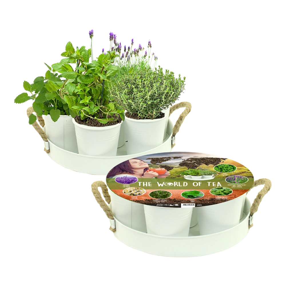 Herb Festival World Of Tea - 7 Potjes Kruiden - Wit - Kruidenzaden - Baltus Zaden