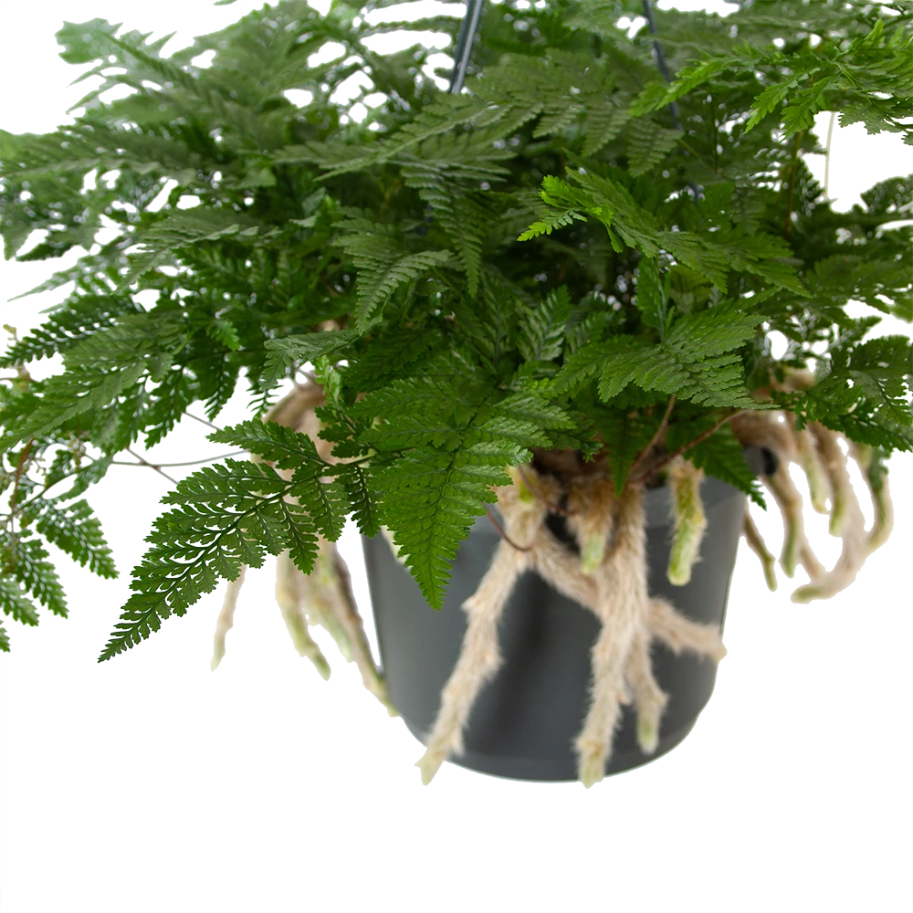 Humata Tyermannii - In Hangpot - P17 H30 - Kamerplant - Afbeelding 2