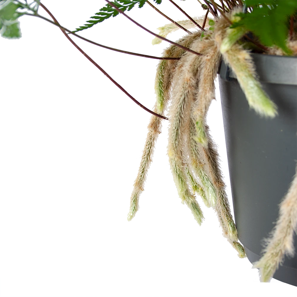 Humata Tyermannii - In Hangpot - P17 H30 - Kamerplant - Afbeelding 3