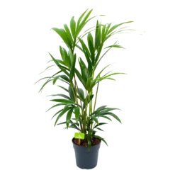 Kentiapalm - Howea Forsteriana - P19 H90 - Kamerplant