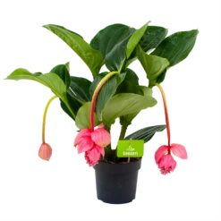 Medinella Magnifica - Trosbloem - P17 H60 - Kamerplant