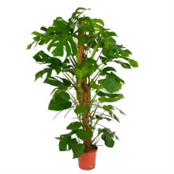 Monstera Deliciosa Op Mosstok - Gatenplant - P24 H150 - Kamerplant