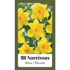 NarcissusNarcissus Geel - 100st - Bloembollen - JUB Holland