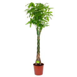 Pachira Aquatica - Geldboom - P31 H170 - Kamerplant