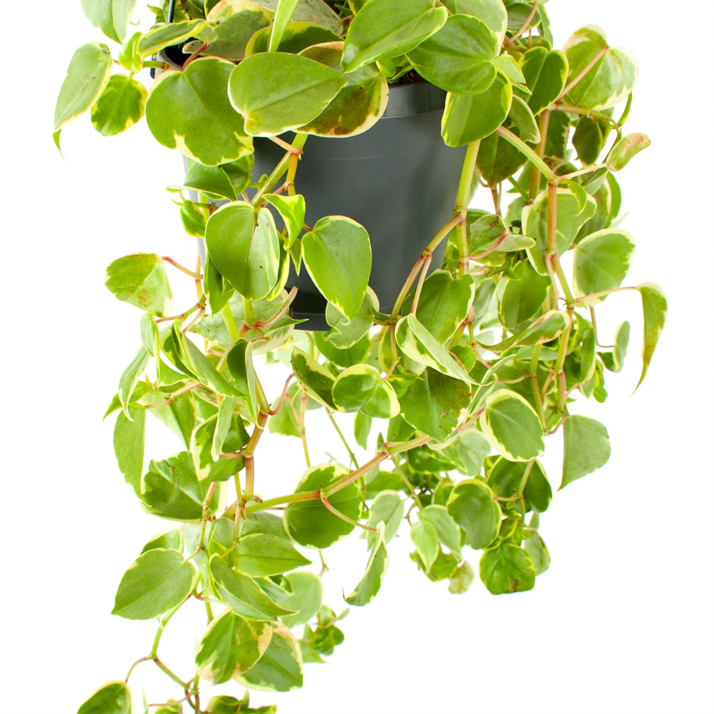 Peperomia Scandens Variegata - In Hangpot - P17 H30 - Kamerplant - Afbeelding 2