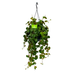 Peperomia Tetraphylla - In Hangpot - P15 H25 - Kamerplant