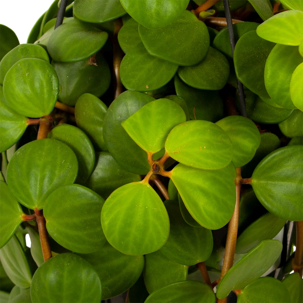 Peperomia Tetraphylla - In Hangpot - P15 H25 - Kamerplant - Afbeelding 2