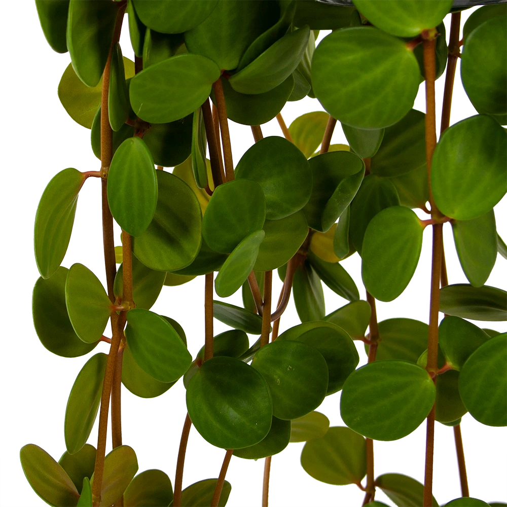 Peperomia Tetraphylla - In Hangpot - P15 H25 - Kamerplant - Afbeelding 3