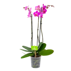 3 Taks Phalaenopsis Evolution - Vlinderorchidee - P12 H60 - Kamerplant