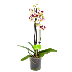 3 Taks Phalaenopsis Pop Art - Vlinderorchidee - P12 H60 - Kamerplant