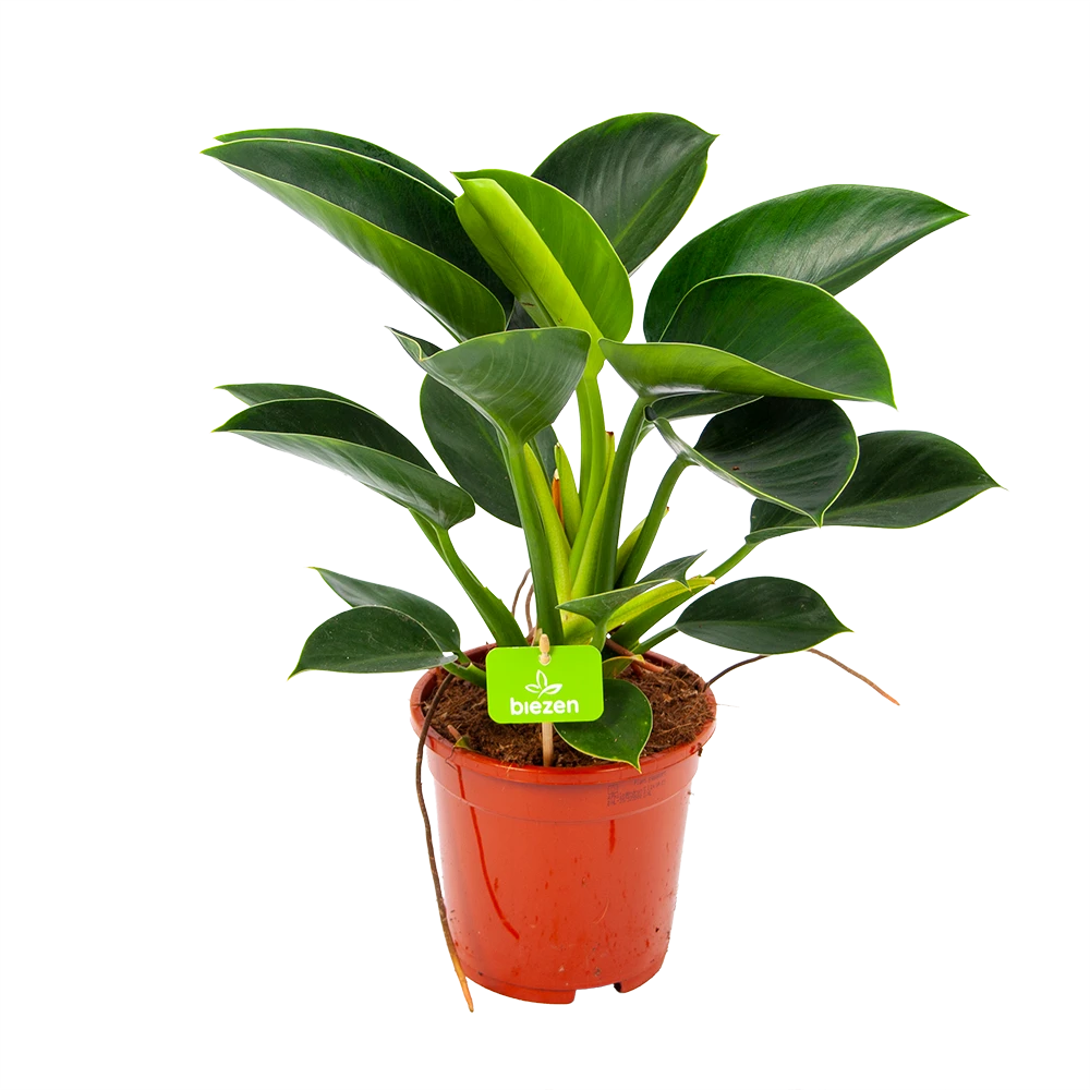 Philodendron Green Princess - P17 H50 - Kamerplant