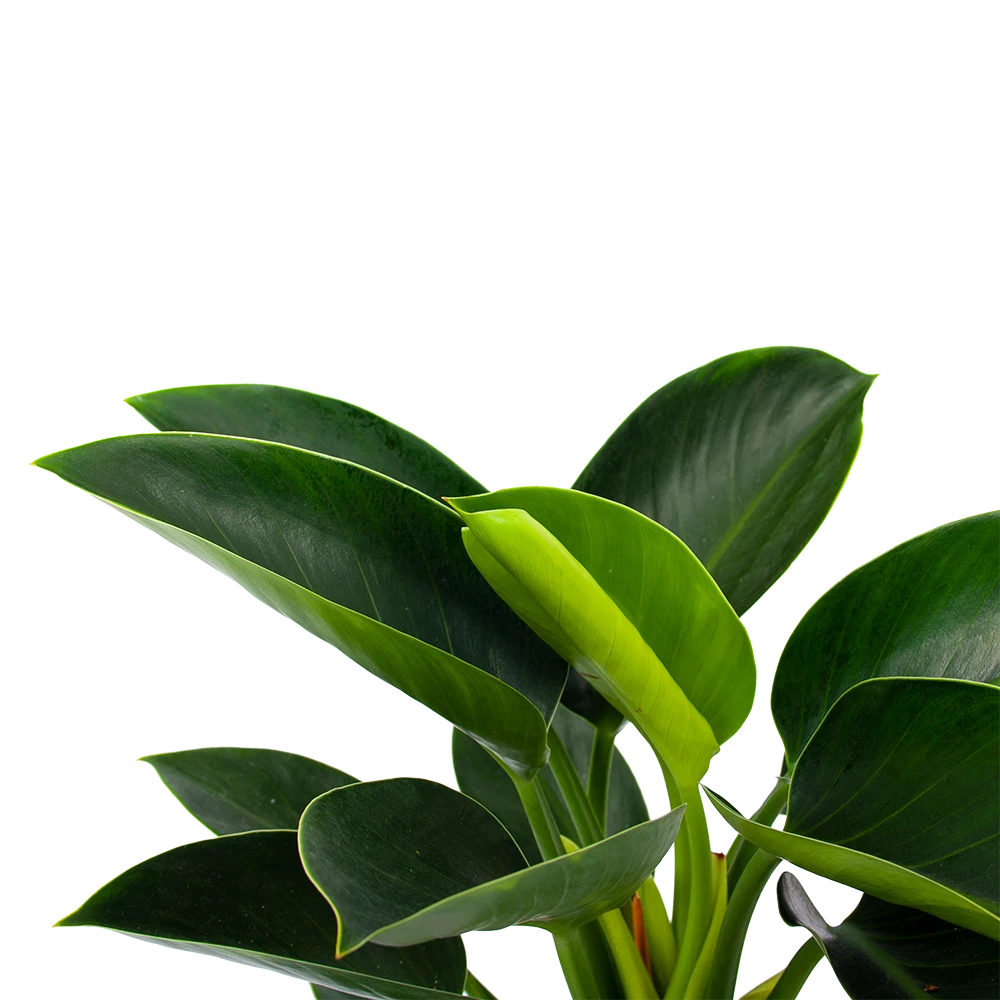 Philodendron Green Princess - P17 H50 - Kamerplant - Afbeelding 2