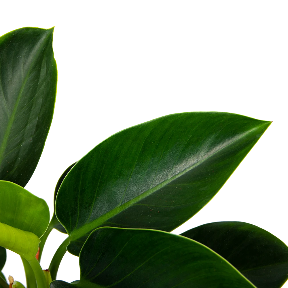Philodendron Green Princess - P17 H50 - Kamerplant - Afbeelding 3