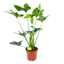 Philodendron Green Wonder - P19 H75 - Kamerplant