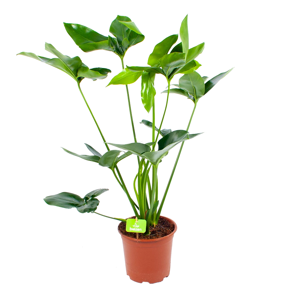 Philodendron Green Wonder - P19 H75 - Kamerplant