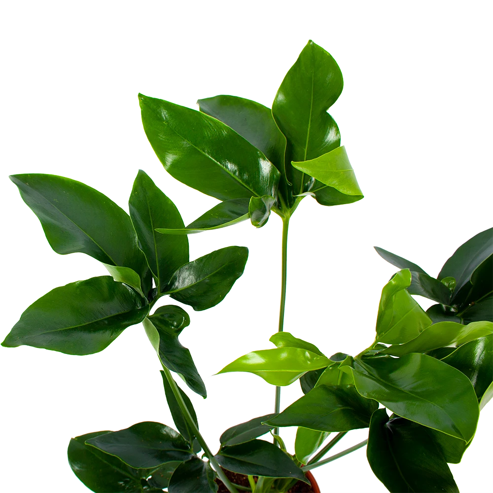 Philodendron Green Wonder - P19 H75 - Kamerplant - Afbeelding 2