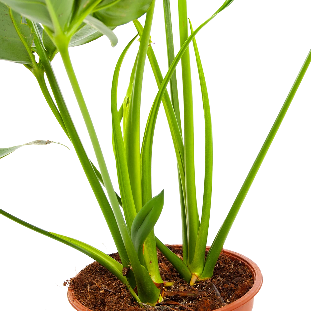 Philodendron Green Wonder - P19 H75 - Kamerplant - Afbeelding 3