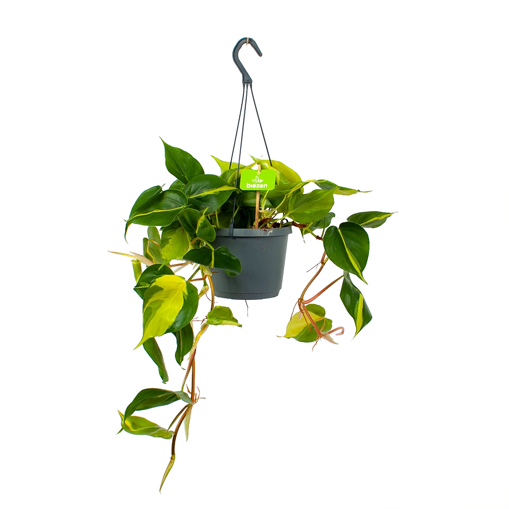 Philodendron Scandens Brasil - In Hangpot - P17 H35 - Kamerplant
