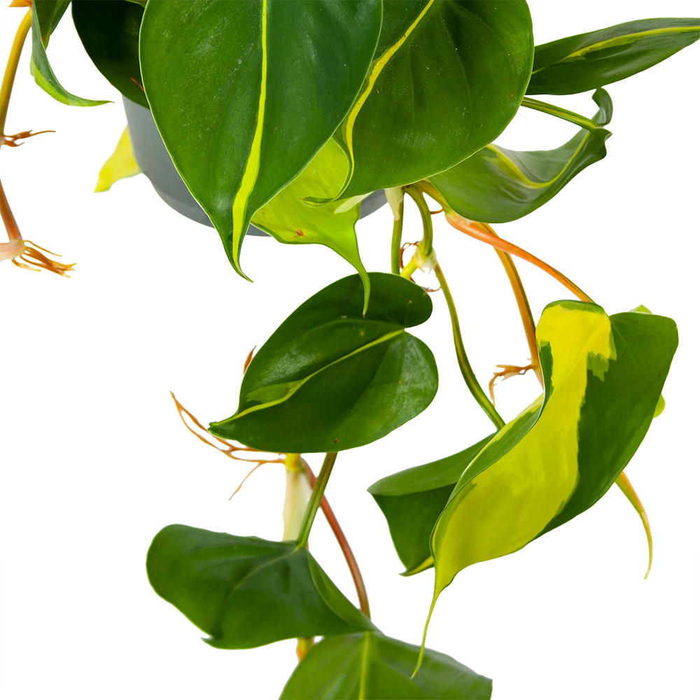 Philodendron Scandens Brasil - In Hangpot - P17 H35 - Kamerplant - Afbeelding 2