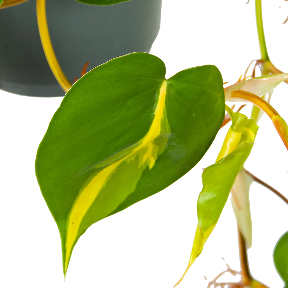 Philodendron Scandens Brasil - In Hangpot - P17 H35 - Kamerplant - Afbeelding 3