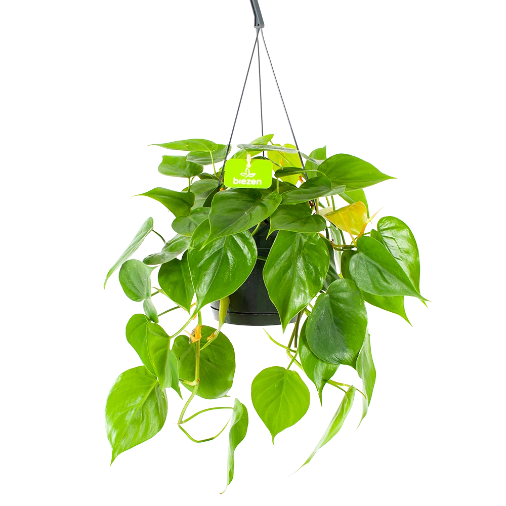Philodendron Scandens - In Hangpot - P17 H35 - Kamerplant