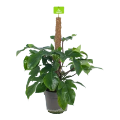 Philodendron Squamiferum Piramide Op Mosstok - P24 H70 - Kamerplant
