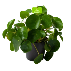 Pilea Peperomioides - Pannenkoekenplant - P17 H35 - Kamerplant