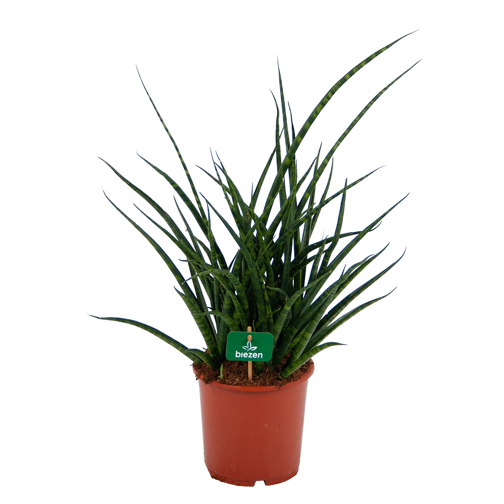 Sansevieria Fernwoord Punk - Vrouwentong - P17 H60 - Kamerplant