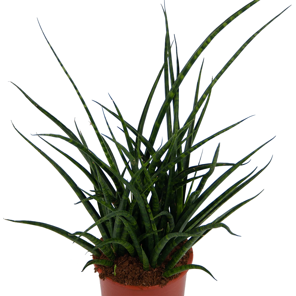 Sansevieria Fernwoord Punk - Vrouwentong - P17 H60 - Kamerplant - Afbeelding 2