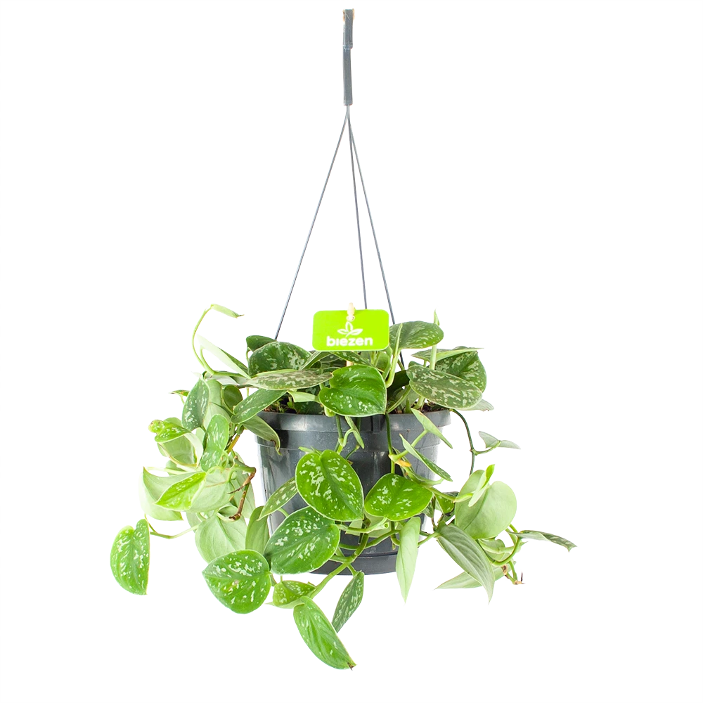 Scindapsus Pictus Argyraeus - Epipremnum - In Hangpot - P17 H40 - Kamerplant