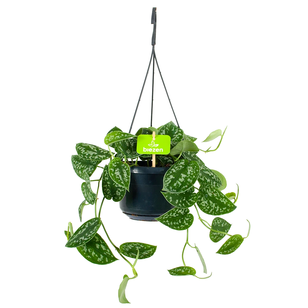 Scindapsus Pictus Trebie - Epipremnum - In Hangpot - P15 H20 - Kamerplant