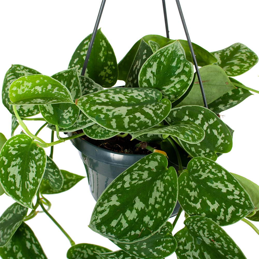 Scindapsus Pictus Trebie - Epipremnum - In Hangpot - P15 H20 - Kamerplant - Afbeelding 2
