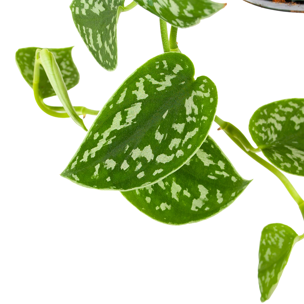 Scindapsus Pictus Trebie - Epipremnum - In Hangpot - P15 H20 - Kamerplant - Afbeelding 3