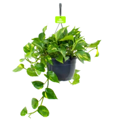 Scindapsus Pinnatum Aureum - Epipremnum - In Hangpot - P17 H35 - Kamerplant