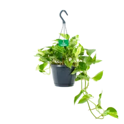 Scindapsus Pinnatum Marble Queen - Epipremnum - Hangpot - P17 H35 - Kamerplant