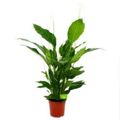 Spathiphyllum Wallisii - Lepelplant - P24 H120 Wit - Kamerplant