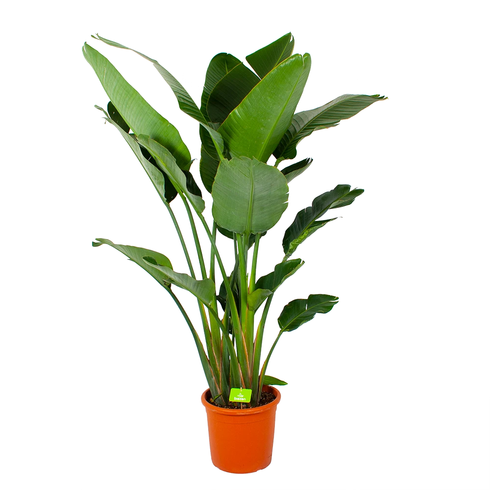Strelitzia Nicolai - Paradijsvogelpant - P32 H170 - Kamerplant