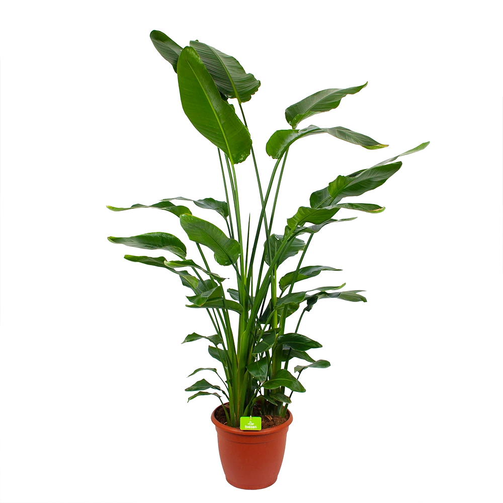 Strelitzia Nicolai - Paradijsvogelpant - P36 H170 - Kamerplant