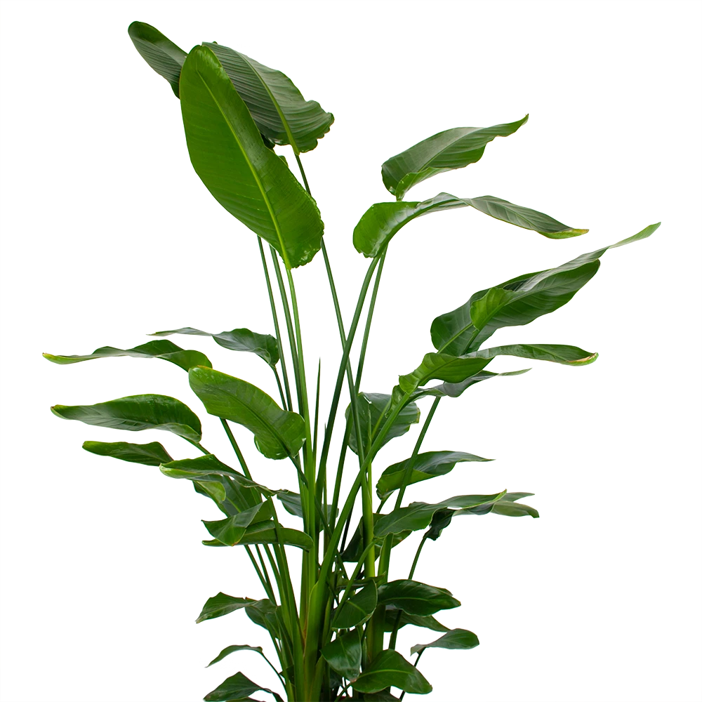 Strelitzia Nicolai - Paradijsvogelpant - P36 H170 - Kamerplant - Afbeelding 2